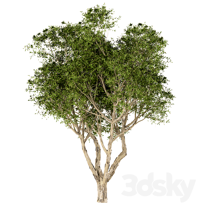 Set of Broad Leaved Paperbark Trees (Melaleuca Quinquenervia) (3 Trees) 3DS Max Model - thumbnail 2