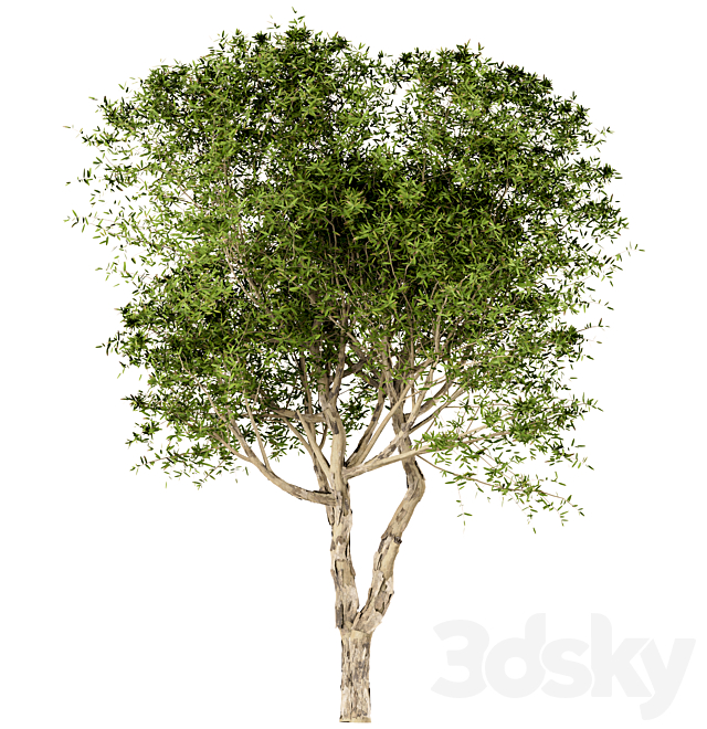 Set of Broad Leaved Paperbark Trees (Melaleuca Quinquenervia) (3 Trees) 3DS Max Model - thumbnail 3