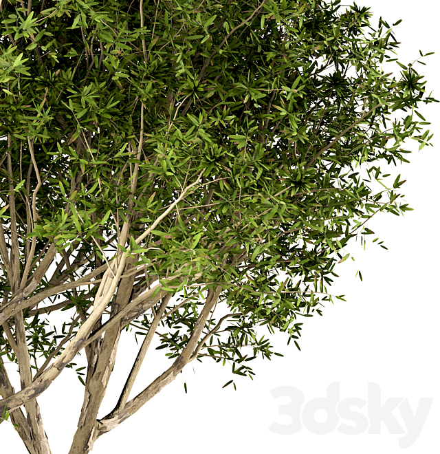 Set of Broad Leaved Paperbark Trees (Melaleuca Quinquenervia) (3 Trees) 3DS Max Model - thumbnail 4