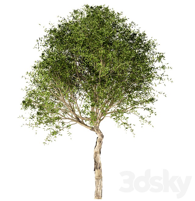 Set of Broad Leaved Paperbark Trees (Melaleuca Quinquenervia) (3 Trees) 3DS Max Model - thumbnail 5