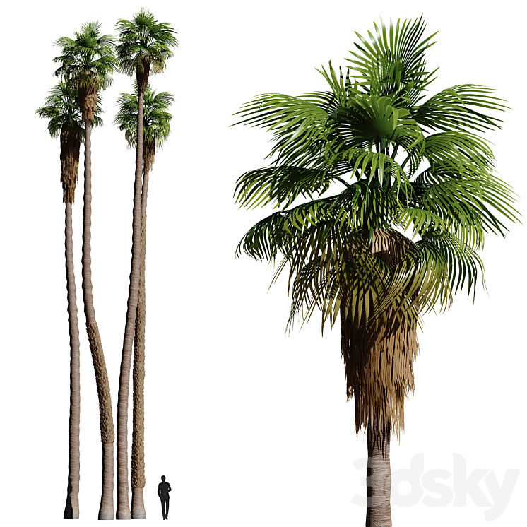 Set of California fan palm trees (Washingtonia palms) 3DS Max - thumbnail 1