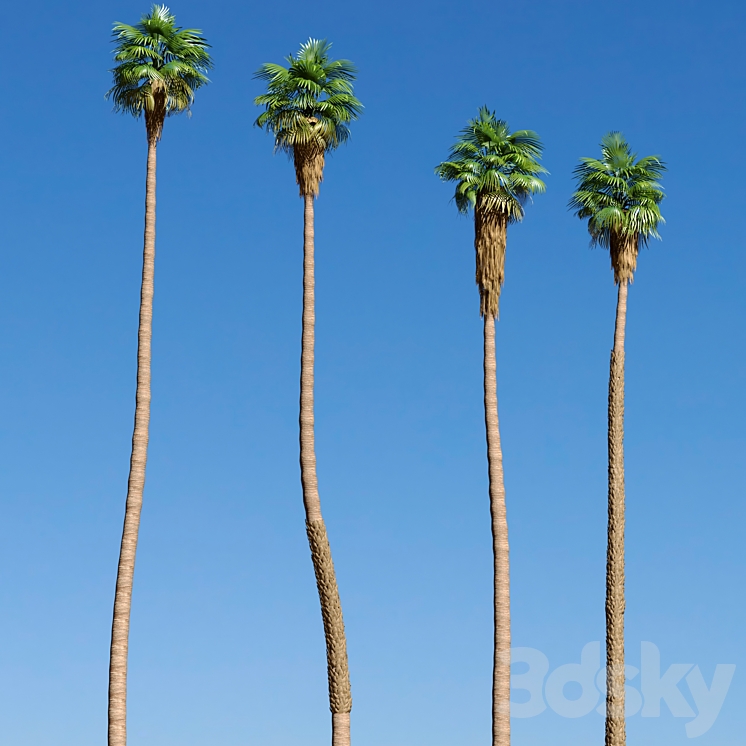 Set of California fan palm trees (Washingtonia palms) 3DS Max - thumbnail 2