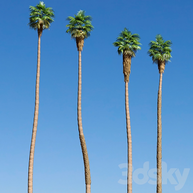 Set of California fan palm trees (Washingtonia palms) 3DS Max Model - thumbnail 2