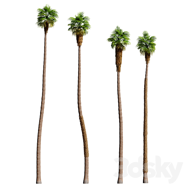 Set of California fan palm trees (Washingtonia palms) 3DS Max Model - thumbnail 3