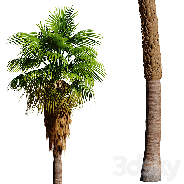 Set of California fan palm trees (Washingtonia palms) 3DS Max Model - thumbnail 4