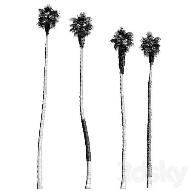 Set of California fan palm trees (Washingtonia palms) 3DS Max Model - thumbnail 5