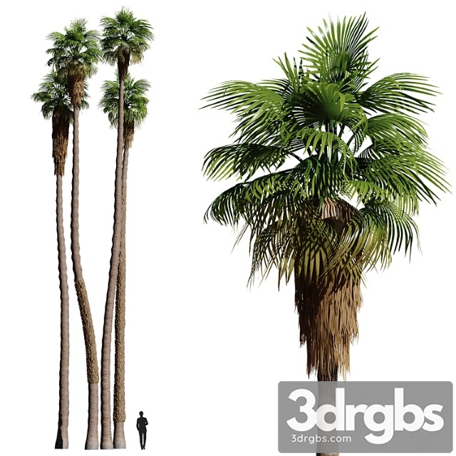 Set of california fan palm trees (washingtonia palms) - thumbnail 1