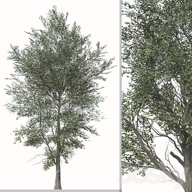 Set of Celtis Koraiensis Tree (Korean hackberry) (2 Trees) 3DS Max Model - thumbnail 2