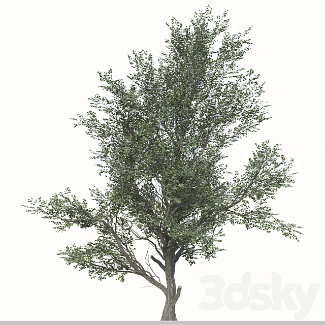 Set of Celtis Koraiensis Tree (Korean hackberry) (2 Trees) 3DS Max Model - thumbnail 3