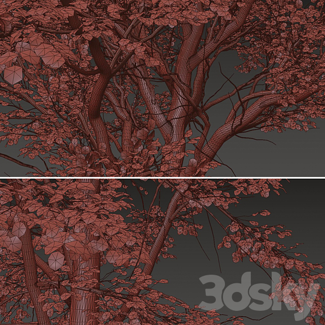 Set of Celtis Koraiensis Tree (Korean hackberry) (2 Trees) 3DS Max Model - thumbnail 5