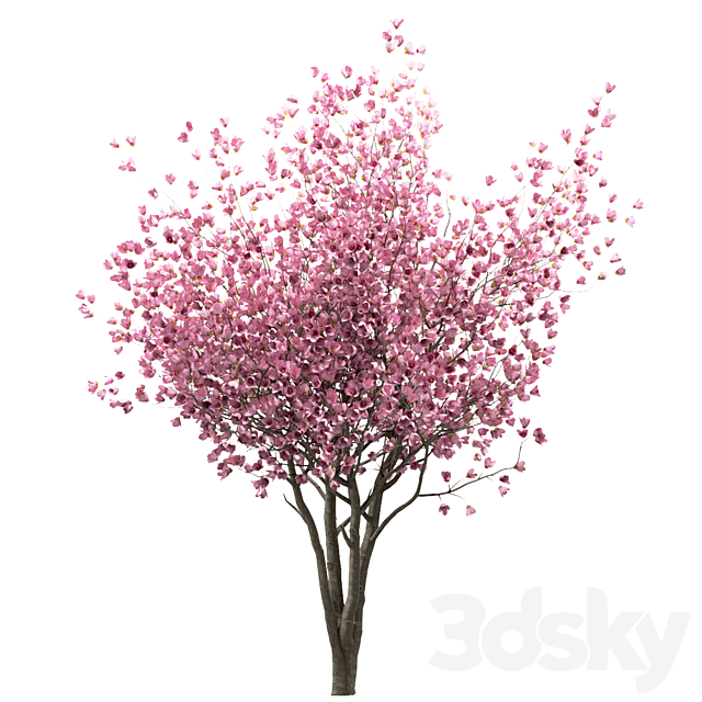 Set of Chinese Magnolia Trees (Saucer Magnolia) (3 Trees) 3DS Max Model - thumbnail 2