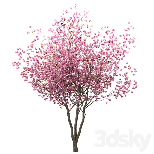 Set of Chinese Magnolia Trees (Saucer Magnolia) (3 Trees) 3DS Max Model - thumbnail 3