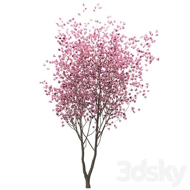 Set of Chinese Magnolia Trees (Saucer Magnolia) (3 Trees) 3DS Max Model - thumbnail 4