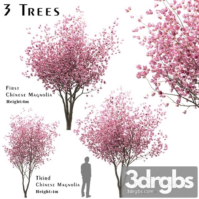 Set Of Chinese Magnolia Trees Saucer Magnolia 3 Trees 3dsmax Download - thumbnail 1