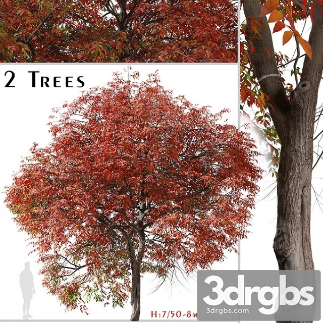 Set of Chinese Pistache Tree 3dsmax Download - thumbnail 1