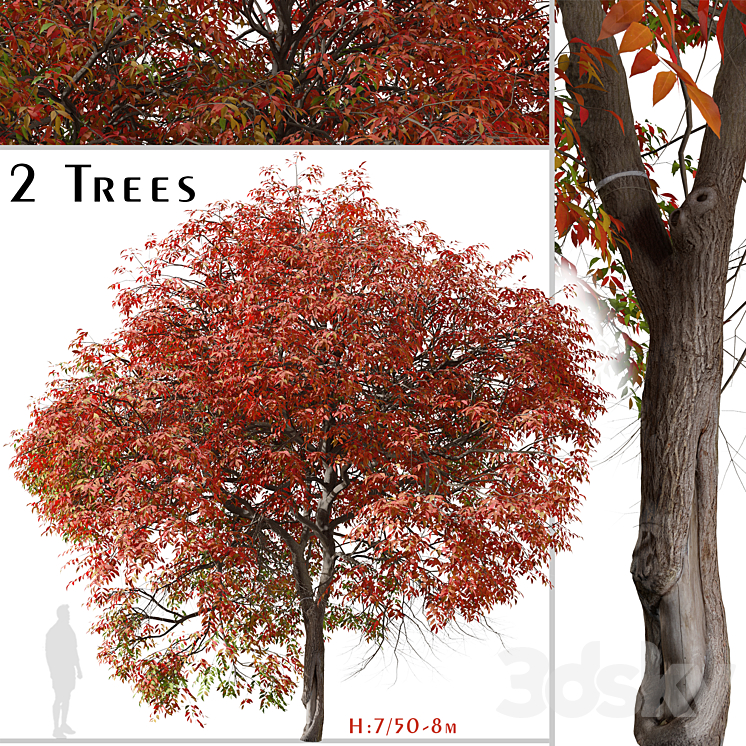 Set of Chinese pistache Tree (Pistacia chinensis) (2 Trees) 3DS Max Model - thumbnail 3