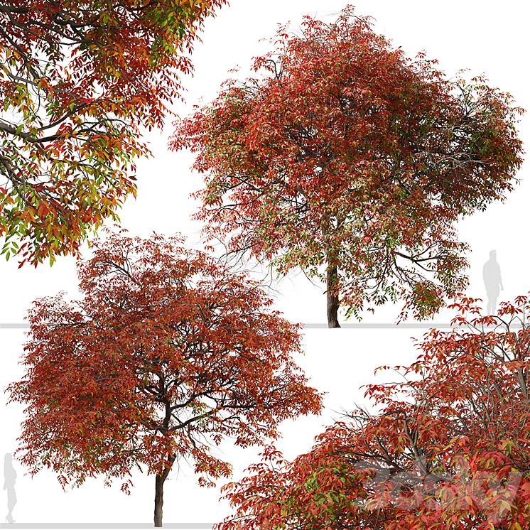 Set of Chinese pistache Tree (Pistacia chinensis) (2 Trees) 3DS Max - thumbnail 2