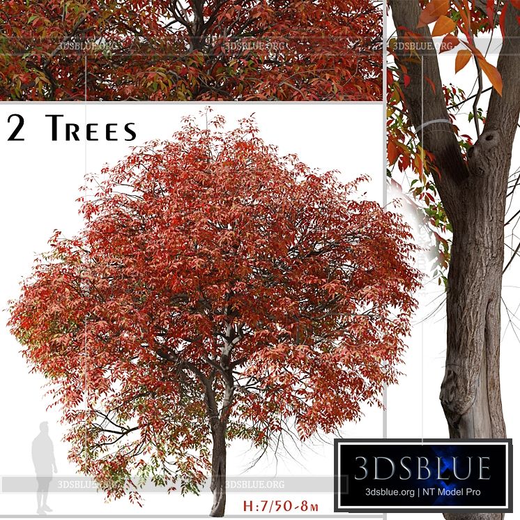 Set of Chinese pistache Tree (Pistacia chinensis) (2 Trees) 3DS Max - thumbnail 3