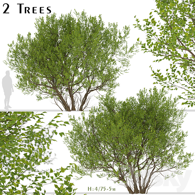 Set of Common Hazel Trees (Corylus avellana) (2 Trees) 3DSMax File - thumbnail 1