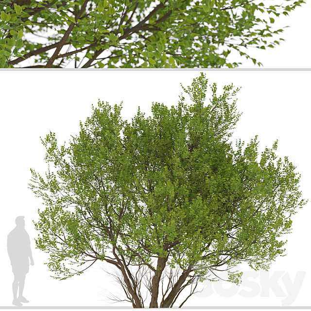 Set of Common Hazel Trees (Corylus avellana) (2 Trees) 3DSMax File - thumbnail 2