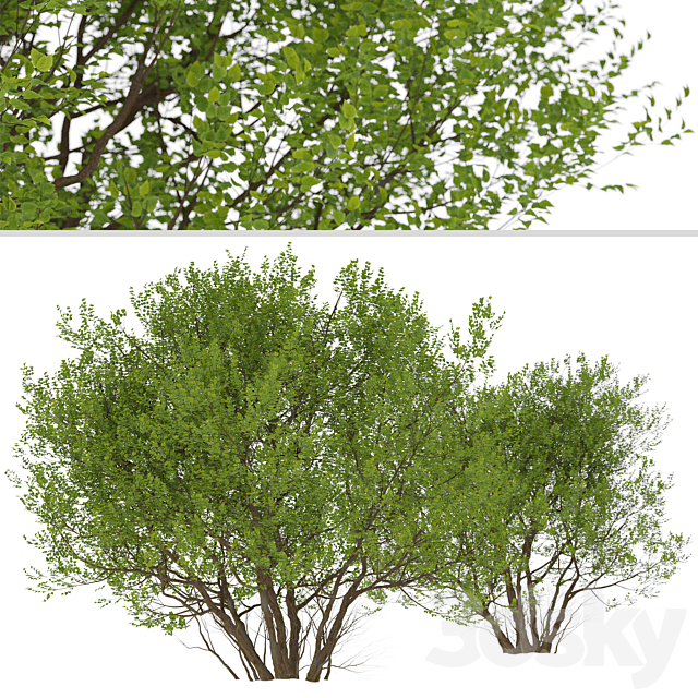 Set of Common Hazel Trees (Corylus avellana) (2 Trees) 3DSMax File - thumbnail 3