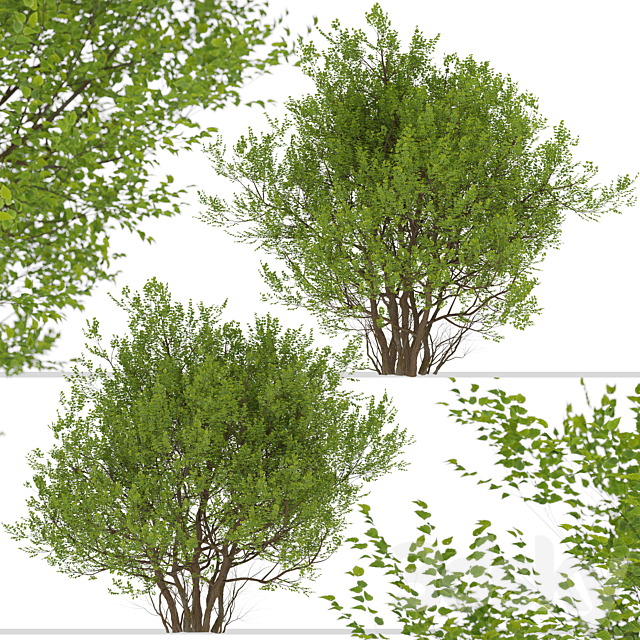 Set of Common Hazel Trees (Corylus avellana) (2 Trees) 3DSMax File - thumbnail 4