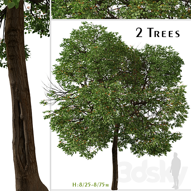 Set of Cordia sebestena Tree ( Geiger tree ) (2 Trees) 3ds Max - thumbnail 1