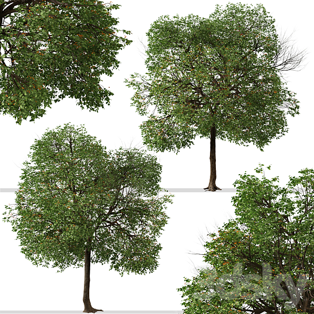 Set of Cordia sebestena Tree ( Geiger tree ) (2 Trees) 3ds Max - thumbnail 2