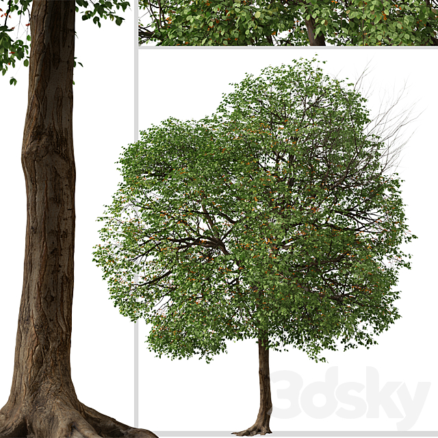 Set of Cordia sebestena Tree ( Geiger tree ) (2 Trees) 3ds Max - thumbnail 3