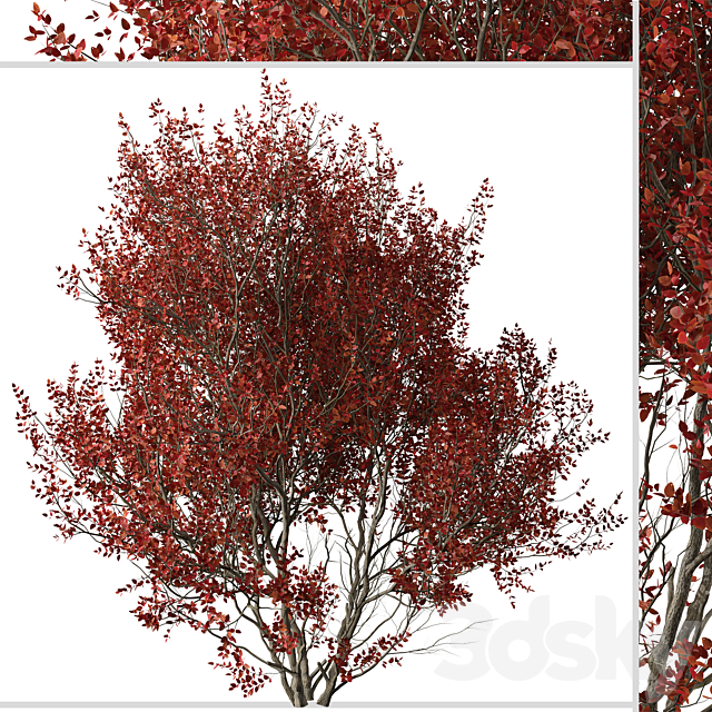 Set of Cotinus Grace Trees (Smoke Tree) (2 Trees) 3DS Max Model - thumbnail 2