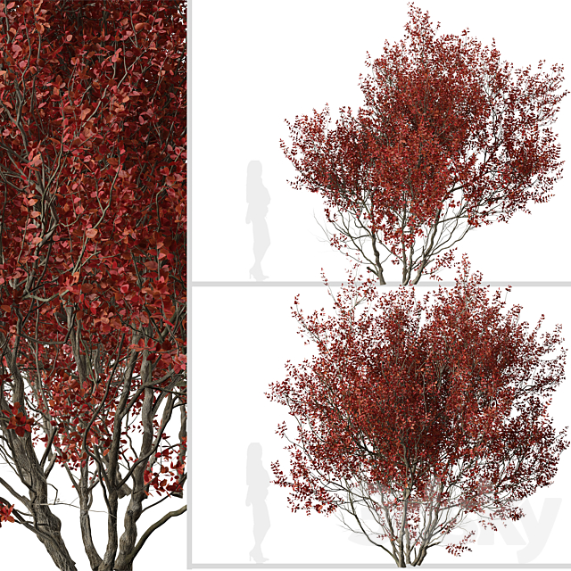 Set of Cotinus Grace Trees (Smoke Tree) (2 Trees) 3DS Max Model - thumbnail 3