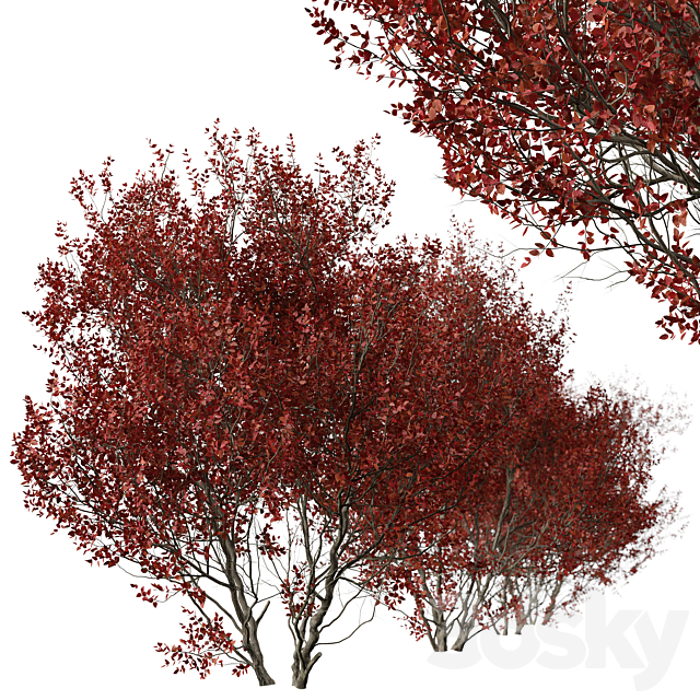 Set of Cotinus Grace Trees (Smoke Tree) (2 Trees) 3DS Max Model - thumbnail 4