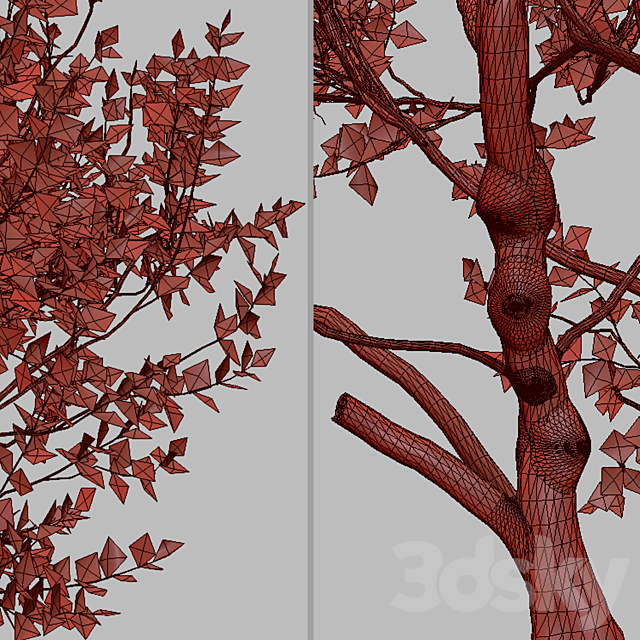 Set of Cotinus Grace Trees (Smoke Tree) (2 Trees) 3DS Max Model - thumbnail 5