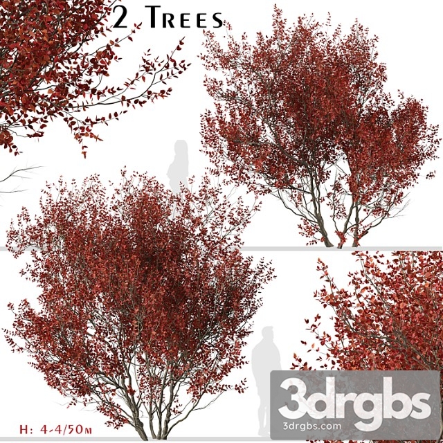 Set of cotinus grace trees (smoke tree) (2 trees) - thumbnail 1