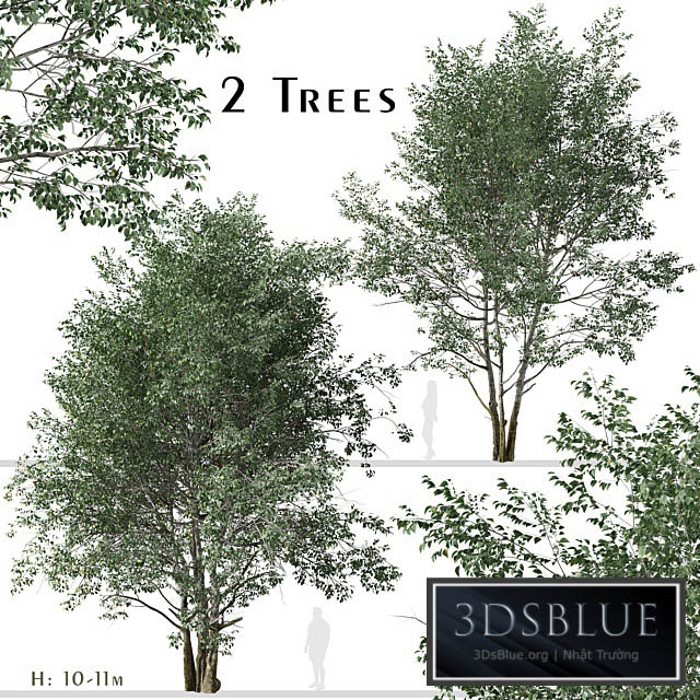 Set of Downy Birch Trees (Betula pubescens) (2 Trees) 3DS Max - thumbnail 3