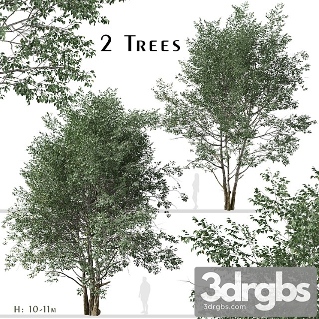 Set of downy birch trees (betula pubescens) (2 trees) - thumbnail 1