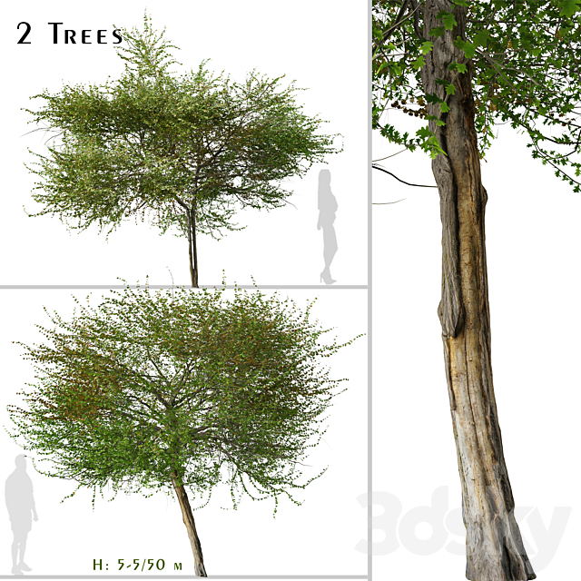 Set of English Hawthorn Tree (Crataegus monogyna) (2 Trees) 3ds Max - thumbnail 1