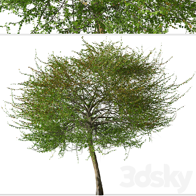 Set of English Hawthorn Tree (Crataegus monogyna) (2 Trees) 3ds Max - thumbnail 2