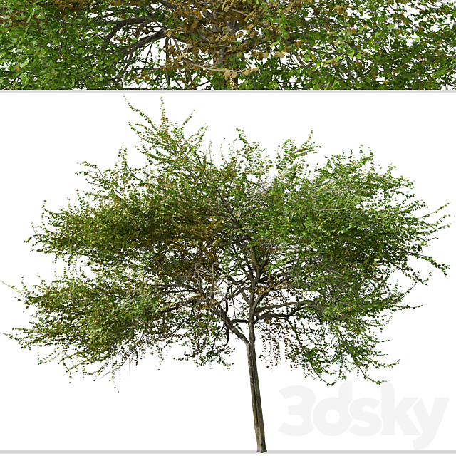 Set of English Hawthorn Tree (Crataegus monogyna) (2 Trees) 3ds Max - thumbnail 3