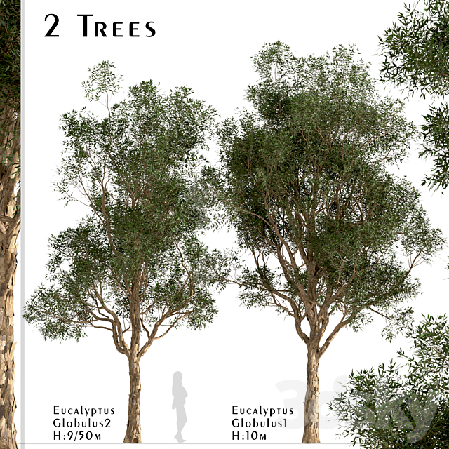 Set of Eucalyptus Globulus Trees (Blue gum) (2 Trees) 3ds Max - thumbnail 1