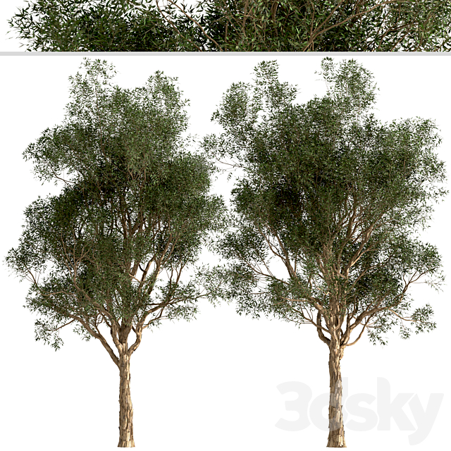 Set of Eucalyptus Globulus Trees (Blue gum) (2 Trees) 3ds Max - thumbnail 2