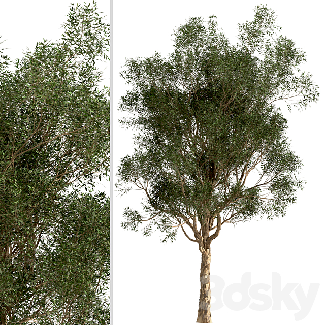 Set of Eucalyptus Globulus Trees (Blue gum) (2 Trees) 3ds Max - thumbnail 3