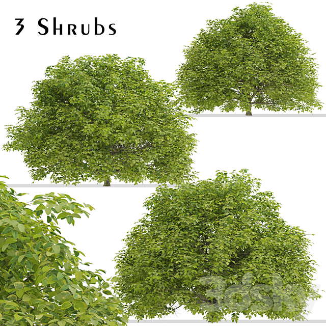 Set of Euonymus japonicus Shrubs (Evergreen spindle) (3 Shrubs) 3ds Max - thumbnail 1