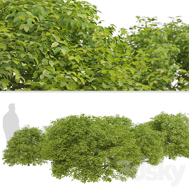 Set of Euonymus japonicus Shrubs (Evergreen spindle) (3 Shrubs) 3ds Max - thumbnail 2