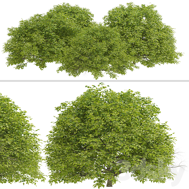 Set of Euonymus japonicus Shrubs (Evergreen spindle) (3 Shrubs) 3ds Max - thumbnail 3