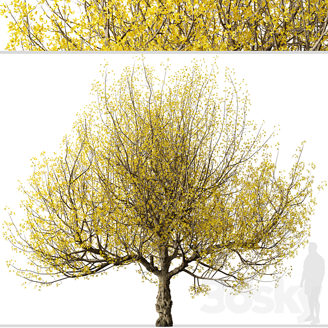 Set of Flowering Cornus mas Trees (Cornelian cherry) (2 Trees) 3DS Max Model - thumbnail 2