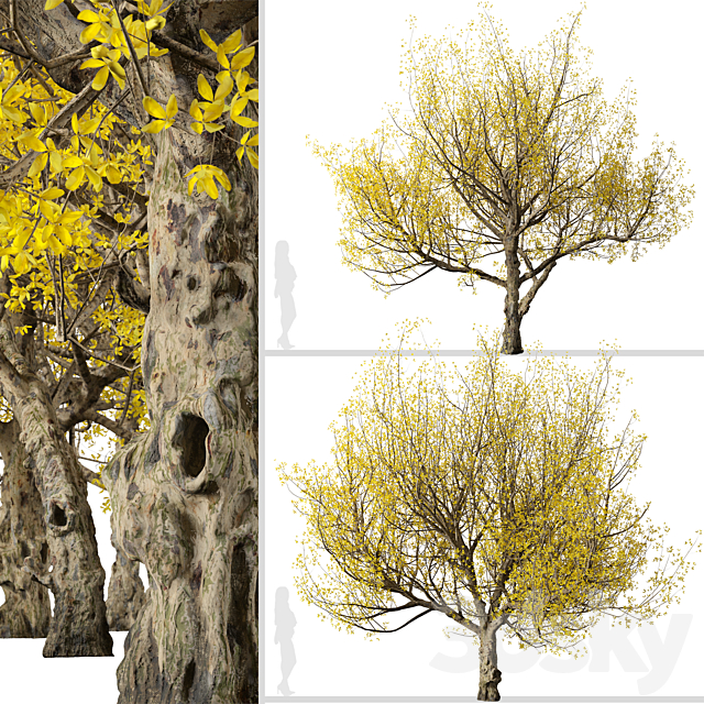 Set of Flowering Cornus mas Trees (Cornelian cherry) (2 Trees) 3DS Max Model - thumbnail 3