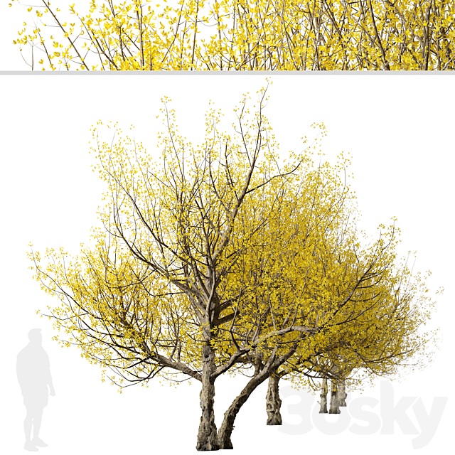 Set of Flowering Cornus mas Trees (Cornelian cherry) (2 Trees) 3DS Max Model - thumbnail 4