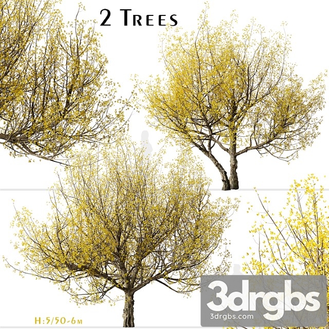 Set of flowering cornus mas trees (cornelian cherry) (2 trees) - thumbnail 1