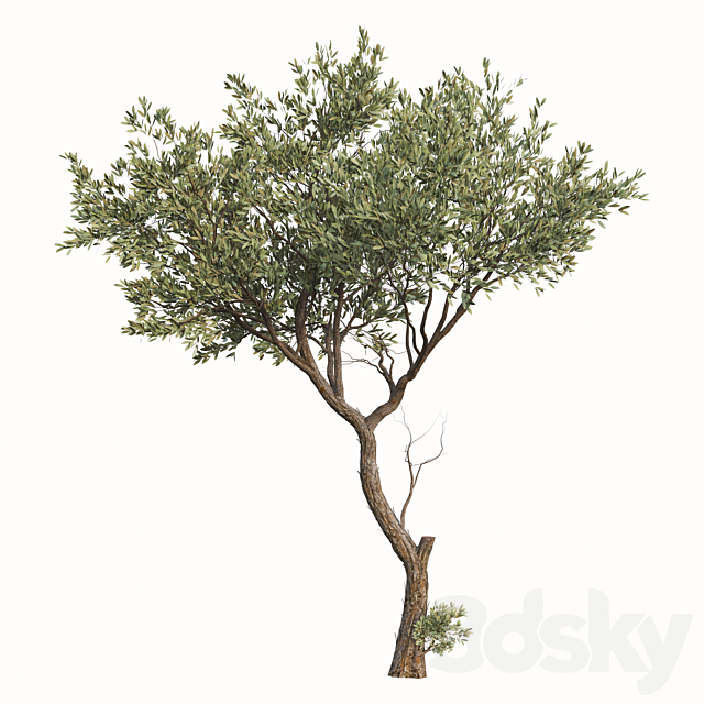 Set of Fruitless Olive Trees (Olea Europaea) (2 Trees) 3DS Max Model - thumbnail 2